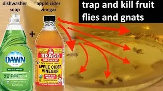 Tutorial: trapping and killing fruit flies and gnats at home