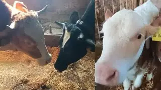 Наконец от учила телят от соски
