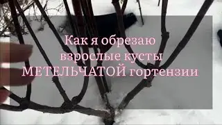 Как я обрезаю взрослые кусты  метельчатой гортензии 🌿🌿🌿