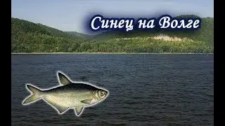 Ловим Синца на Волге. Русская Рыбалка 3.99.