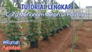 Tutorial Lengkap Cara Menanam Melon di Polybag Berbuah Melimpah