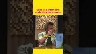 Essa é a Palmeira mais alta do mundo - Harri Lorenzi 