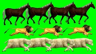 Horse,Lion,Sheep Animals Green Screen | Animals Stampede Video | Animals Running