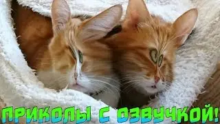 РЫЖИЕ КОТИКИ СМЕШНАЯ ОЗВУЧКА приколы с котами видео про КОТИКОВ 
