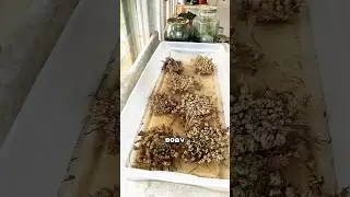 Иерихонская Роза 