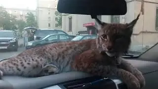 рысь домашняя Даша .Мне  1 год едем в парк