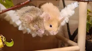 Archie and an Etsy Store, cute little mouse
