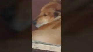 Shut u-