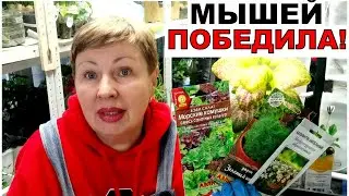 Мышей я победила! Гибкость приобрела! Перцы третий посев. Новые семена