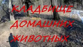 Search in the woods near the pet cemetery.Search with a metal detector.2020