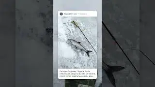 Сиг на Ладоге!🦈🦈🦈