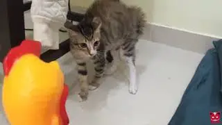 Funny Shrilling chicken with animals  try to no laugh