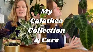 Calathea Collection & Care  ||  10+ Calathea Varieties  || 2020 ||  Fussy... or Misunderstood?