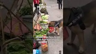 Dog shopping for groceries in a flea market for its crippled owner, who is aware of its particular