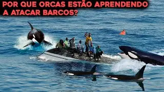 COMO BALEIAS ORCAS ESTÃO APRENDENDO A ATACAR BARCOS DE PESCADORES?