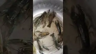 #aquaculture #nature #farming Crayfish Production