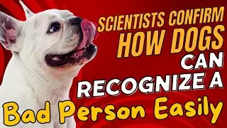 Scientists Confirm How Dogs Can Recognize a Bad Person Easily 🐶🔍