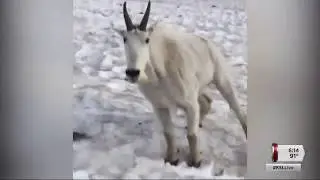 Close call occurs along Mt. Timpanogos when mountain goat gets too close to a trail runner