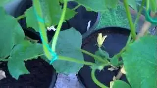PODA DEL PEPINO (HD1080).