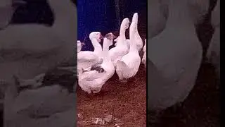 Холмогорские гуси