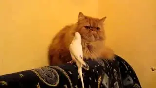 я тебе покажу Кузькину мать