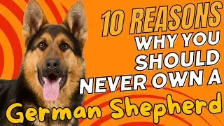 10 Reasons Why You Should NEVER Own a German Shepherd 🐾❌