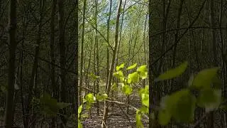 Прямо СЕЙЧАС происходит ЭТО! Нашёл ЗОЛОТО в ЛЕСУ!