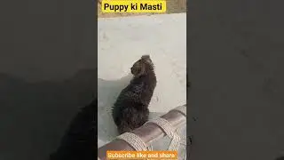 gsd #short #ytshorts #shortvideo #shortsfeed #trending #ytshorts #animals #doglover #dog#villagelife