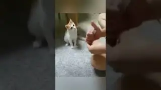 Колдовство 🐱 🐈 🤣 