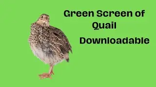 green screen quail no copyright | birds green screen | quails gate winery