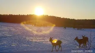 Олени. Игра в толкалки ) Фот и видео с фотоловушек Егерькам.
