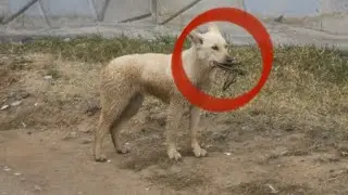 По городу Омску бродила собака со странной металлической конструкцией на морде
