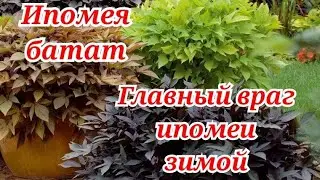 Ипомея батат. В каких условиях сохраняю черенки и как борюсь с паутинным клещём.