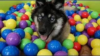 Husky Puppy Goes CRAZY Over Ball Pit!