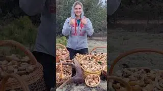 БОРОВИКИ И МАСЛЯТА!ПОЛНЫЕ КОРЗИНЫ ГРИБОВ В МАЕ 2025!