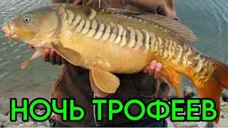 Ночь ТРОФЕЕВ среди шампиньонов и крапивы 