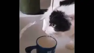 if Mammon was a cat