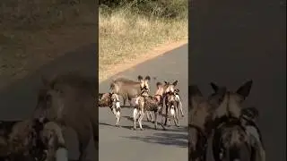Warthog’s sneaking strategy