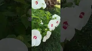 Гибискус Белый #сад #гибискус травянистый #shorts