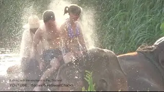 Bathing  with the elephants in Pai, Thailand