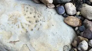 Megalodon Vertebra, Ammonites and More: Sept. Fossil Hunting Trip