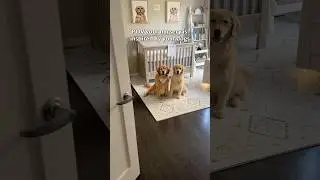 Dog inspired nursery