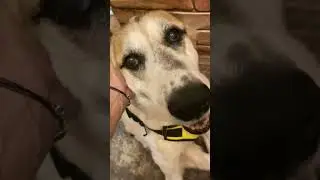 Мы снова с вами❤️🤗🐾