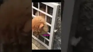 МУЖЧИНА СПАС КОТА, КОТОРЫЙ ЗАСТРЯЛ В ОКНЕ С РЕШЕТКОЙ / A man saved a cat