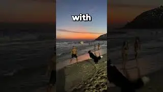 World's most talented dog! (dog_altinha)