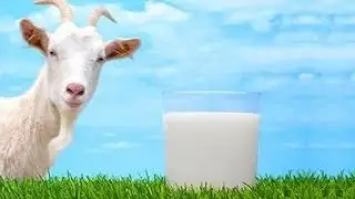 Стоит ли заводить козу в хозяйстве? Чем кормить козу до окота.....🐐