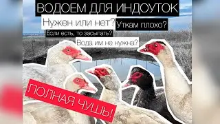 🌊ВОДОЕМ ДЛЯ ИНДОУТОК🦆 НУЖЕН ИЛИ НЕТ? КАК РАСТУТ НАШИ УТКИ! Наше мнение! #индоутки #мускусныеутки