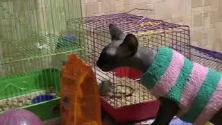 Домашние животные. Сфинкс и хомячки.