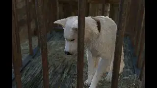 the true EVIL choice of Baldurs Gate 3 - putting Scratch back in a CAGE