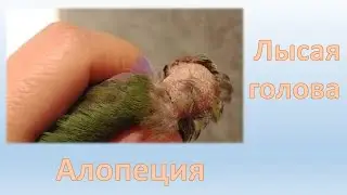 Облысение у птиц #алопеция